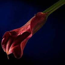 Как сделать массаж лингама