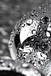 Анальный страз Metal by Toyfа, металл, серебристый, с кристаллом цвета рубин, 10 см, Ø 3 см, 95 г