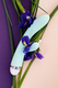 Вибратор-кролик Toyfa Flovetta Iris, голубой